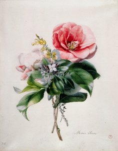 Camellia e Ginestra da Marie Anne